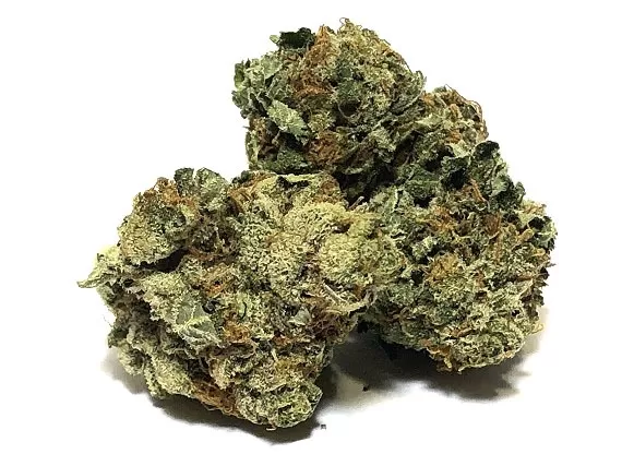 Scout Master Marijuana Strain